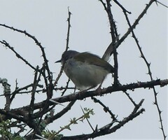 Camaroptera brachyura
