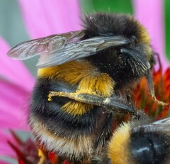 Bombus terrestris audax