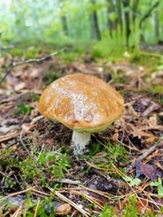 Boletus edulis