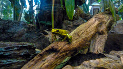 Phyllobates terribilis