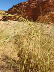 Retama raetam