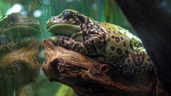 Trachycephalus resinifictrix