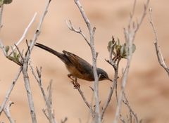 Curruca deserticola