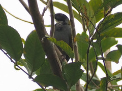 Saltator atriceps