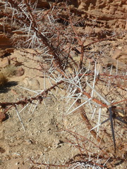 Vachellia tortilis