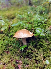 Boletus edulis