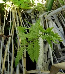 Thelypteris palustris palustris