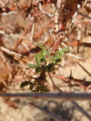 Vachellia tortilis