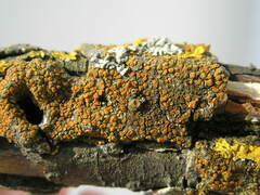 Athallia pyracea