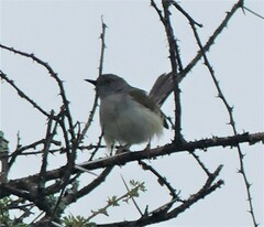 Camaroptera brachyura