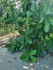 Barringtonia asiatica