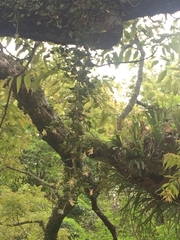 Dendrobium pugioniforme