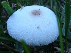 Leucocoprinus cepistipes