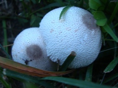 Leucocoprinus cepistipes