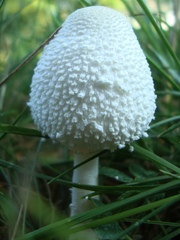 Leucocoprinus cepistipes