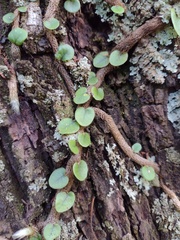 Microgramma mortoniana