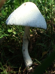 Leucocoprinus cepistipes