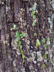 Microgramma mortoniana