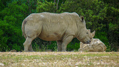 Ceratotherium simum