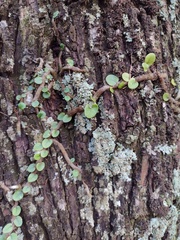 Microgramma mortoniana