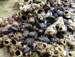 Brachidontes