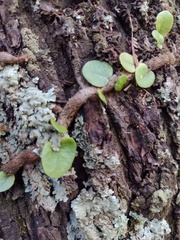 Microgramma mortoniana