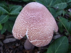 Leucoagaricus americanus