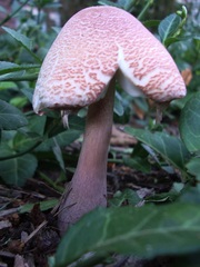 Leucoagaricus americanus