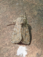Anarta trifolii