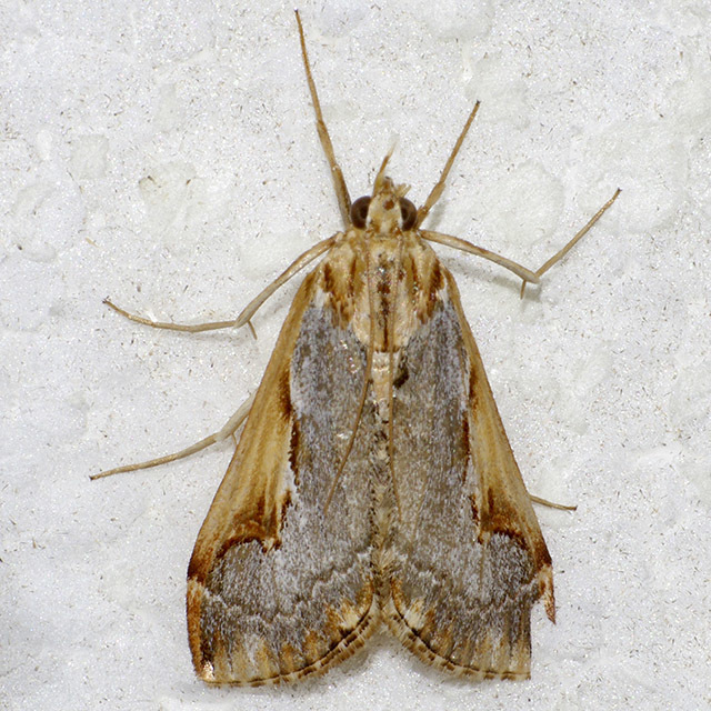 Loxostege floridalis