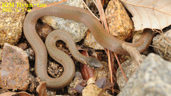 Hebius vibakari