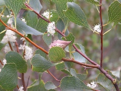 Hakea undulata