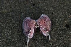 Hysteroconcha lupanaria
