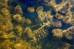 Ceratophyllum submersum