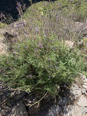 Lavandula canariensis