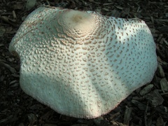 Leucoagaricus americanus