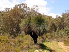 Xanthorrhoea preissii
