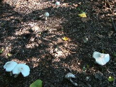 Leucoagaricus americanus