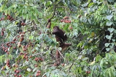 Pongo pygmaeus morio