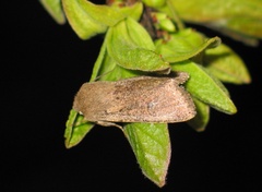 Orthosia cruda