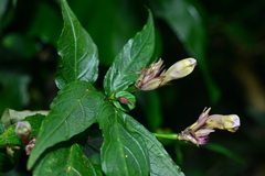 Strobilanthes pentastemonoides