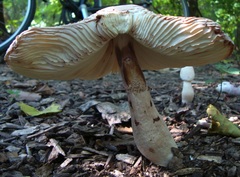 Leucoagaricus americanus