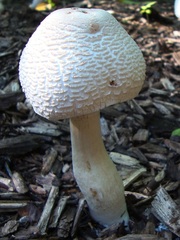 Leucoagaricus americanus