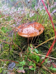 Boletus edulis