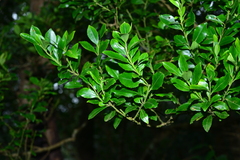 Ilex uraiensis