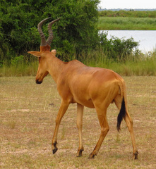 Alcelaphus buselaphus lelwel