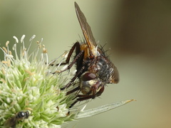 Tachina