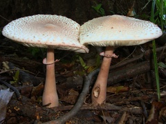 Leucoagaricus americanus