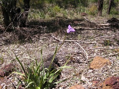 Patersonia occidentalis