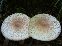 Leucoagaricus americanus